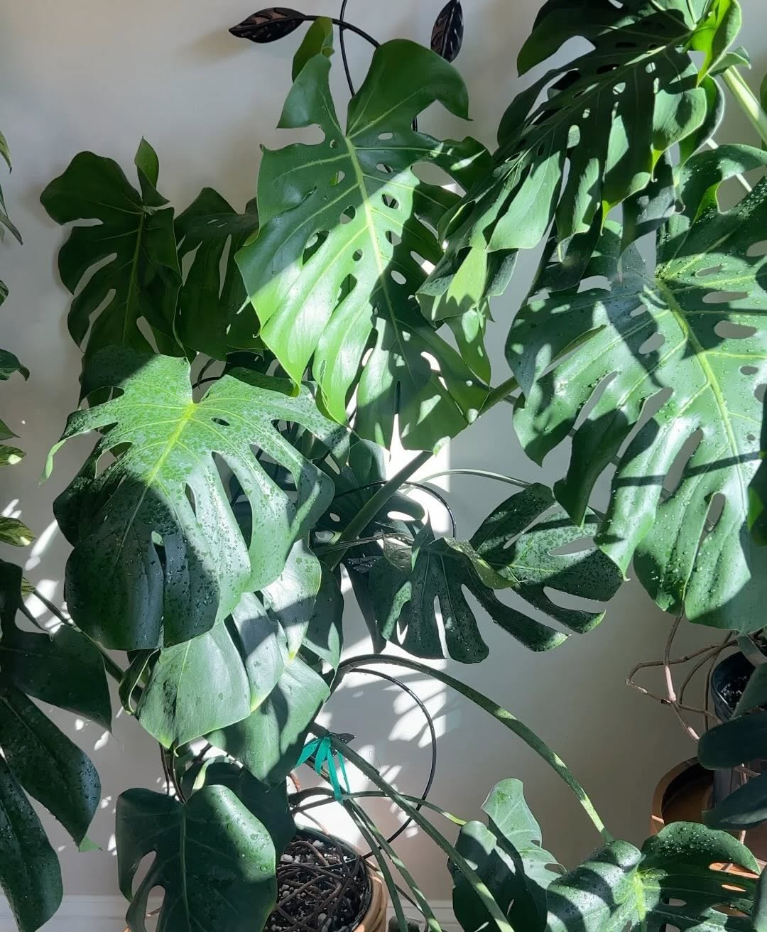 tanaman depan rumah estetik