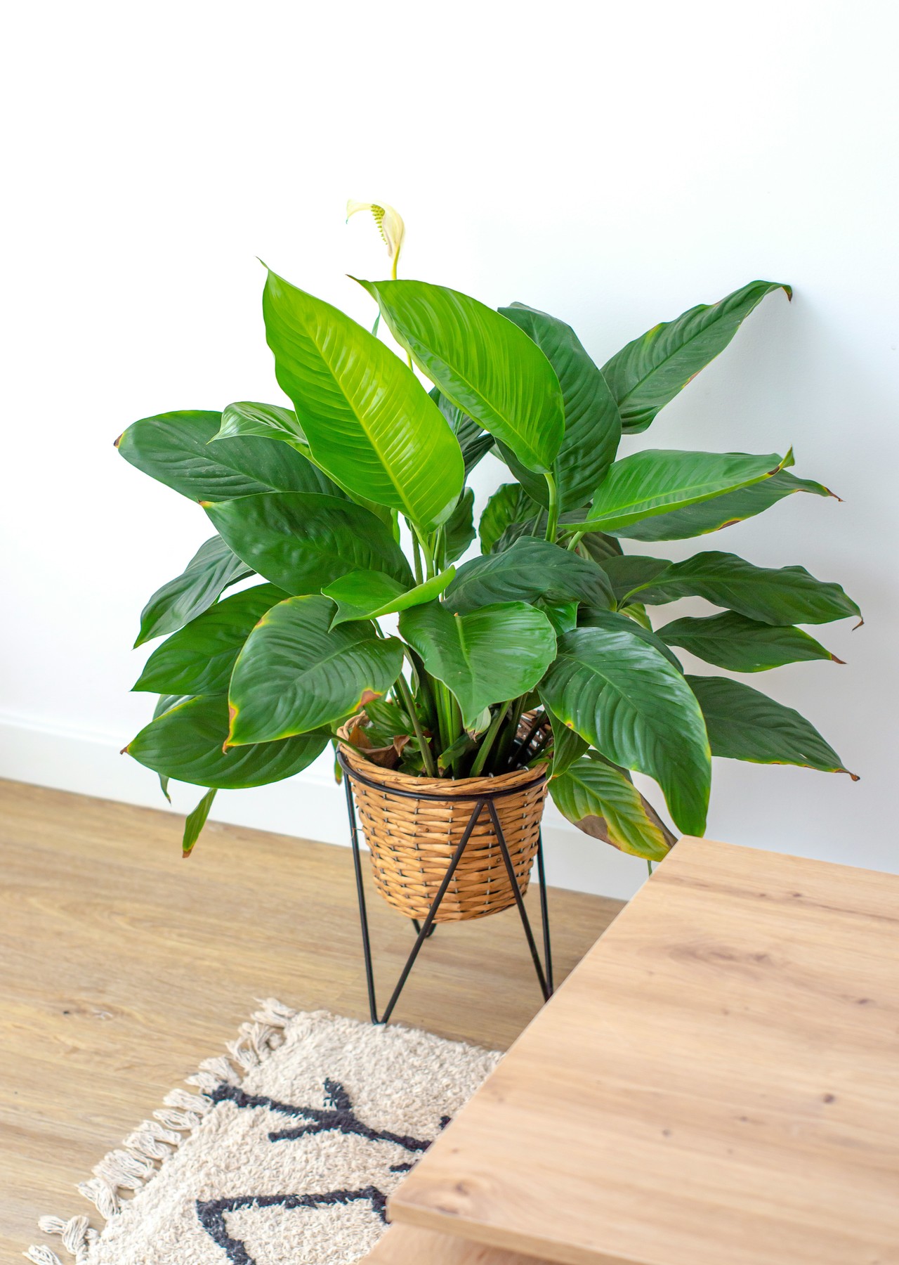 Peace Lily