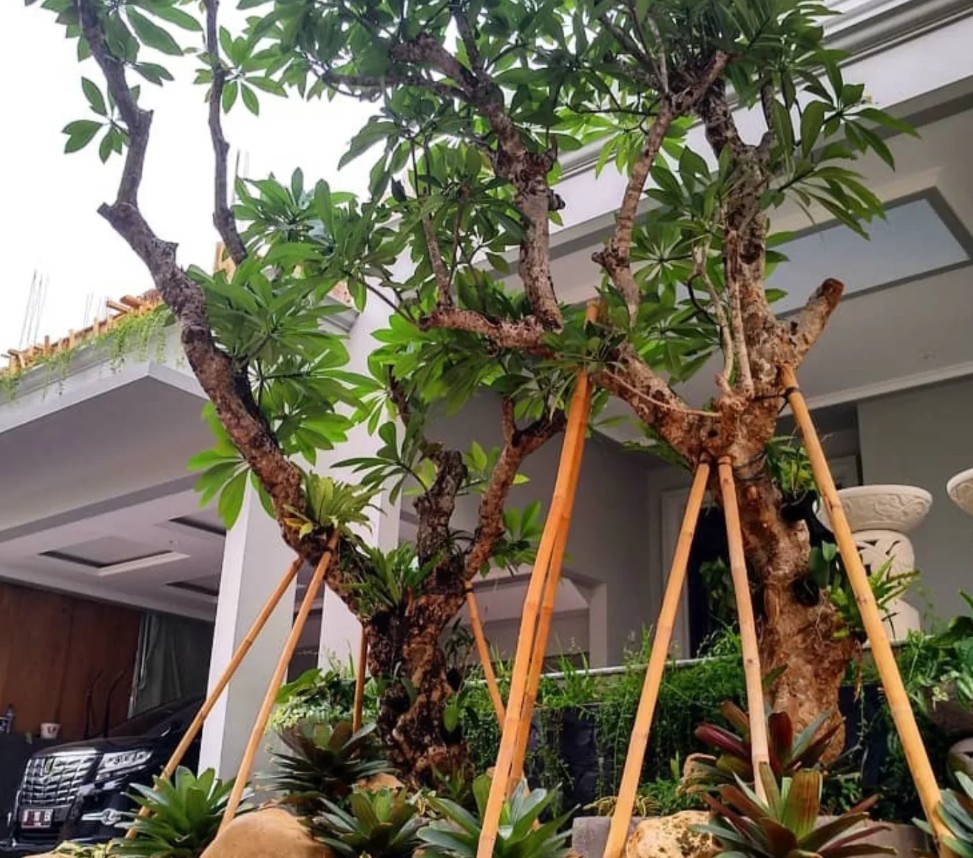 Pohon Kamboja (Plumeria)