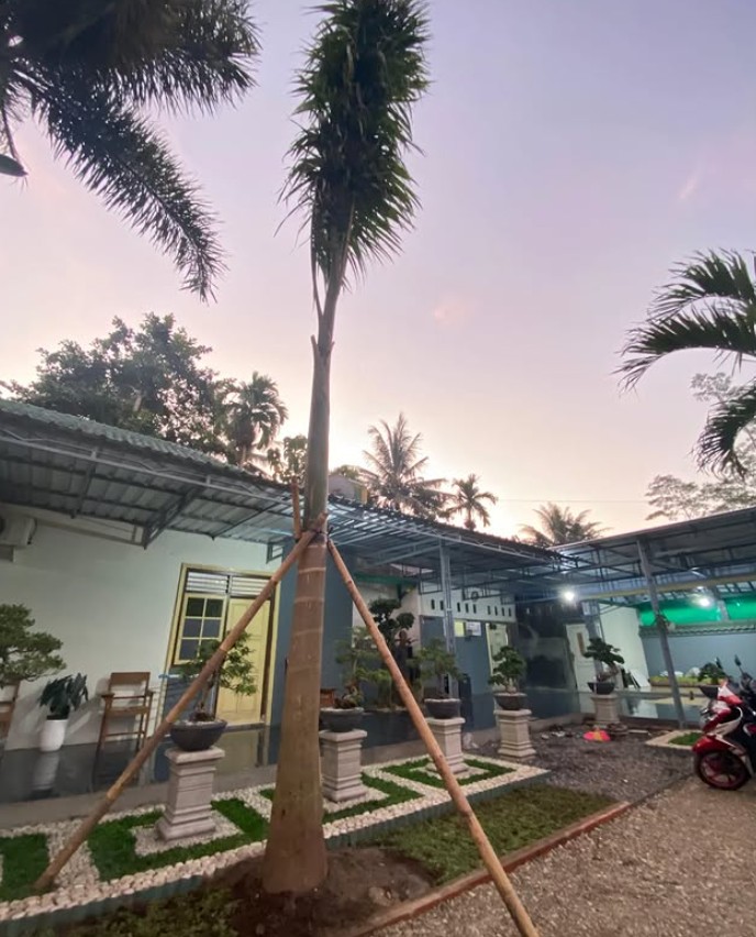 Pohon Palem Raja
