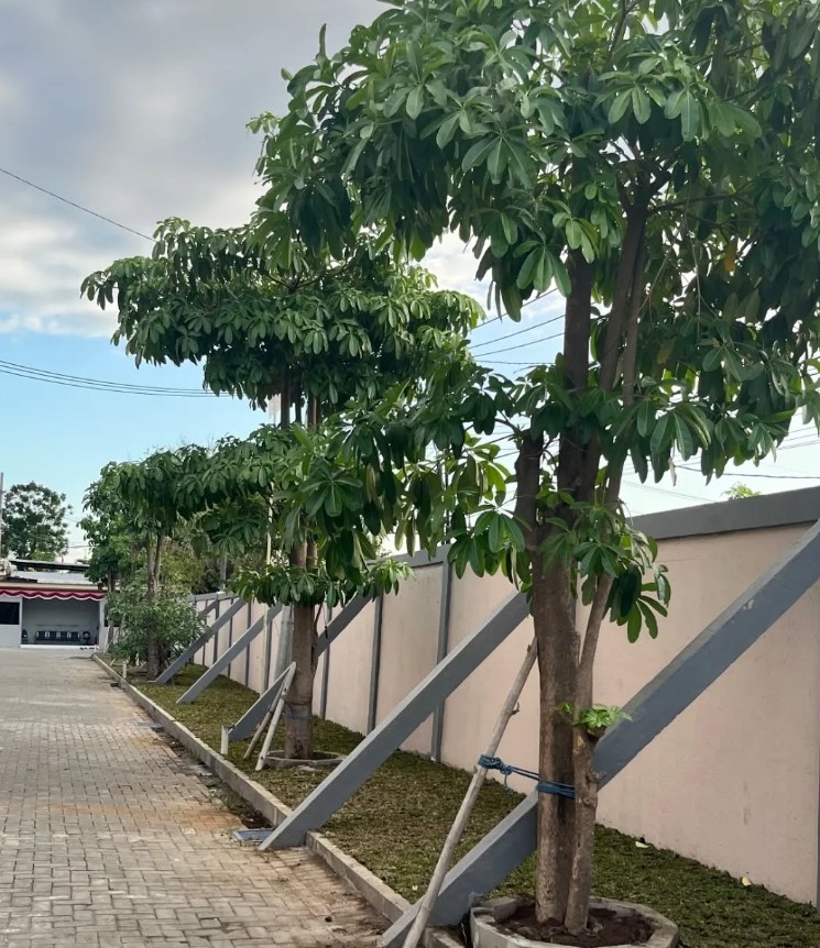 Pohon Pule