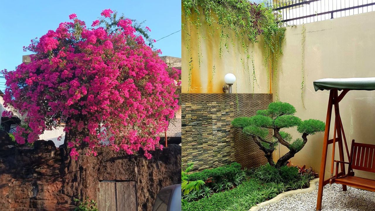 Pohon taman rumah yang cantik dan asri