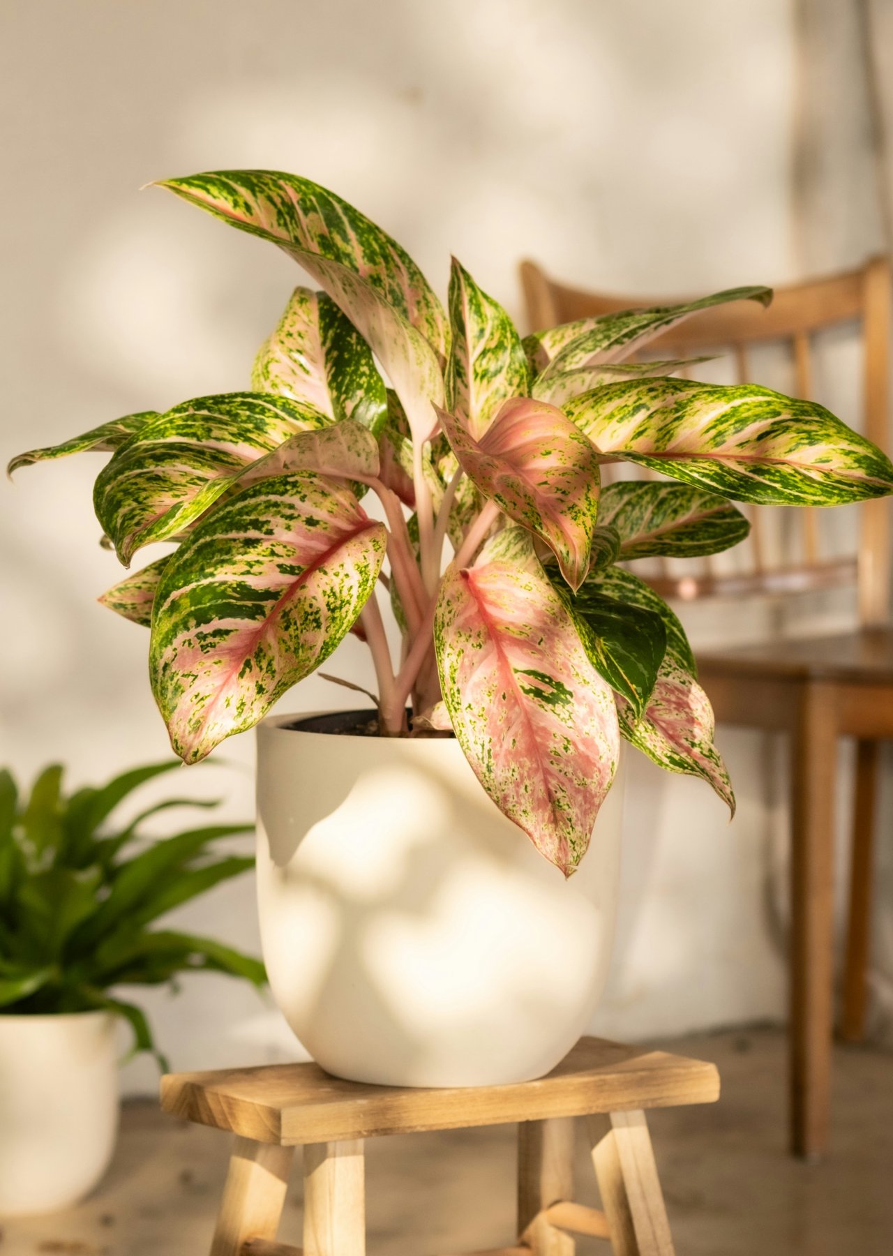 tanaman depan rumah estetik