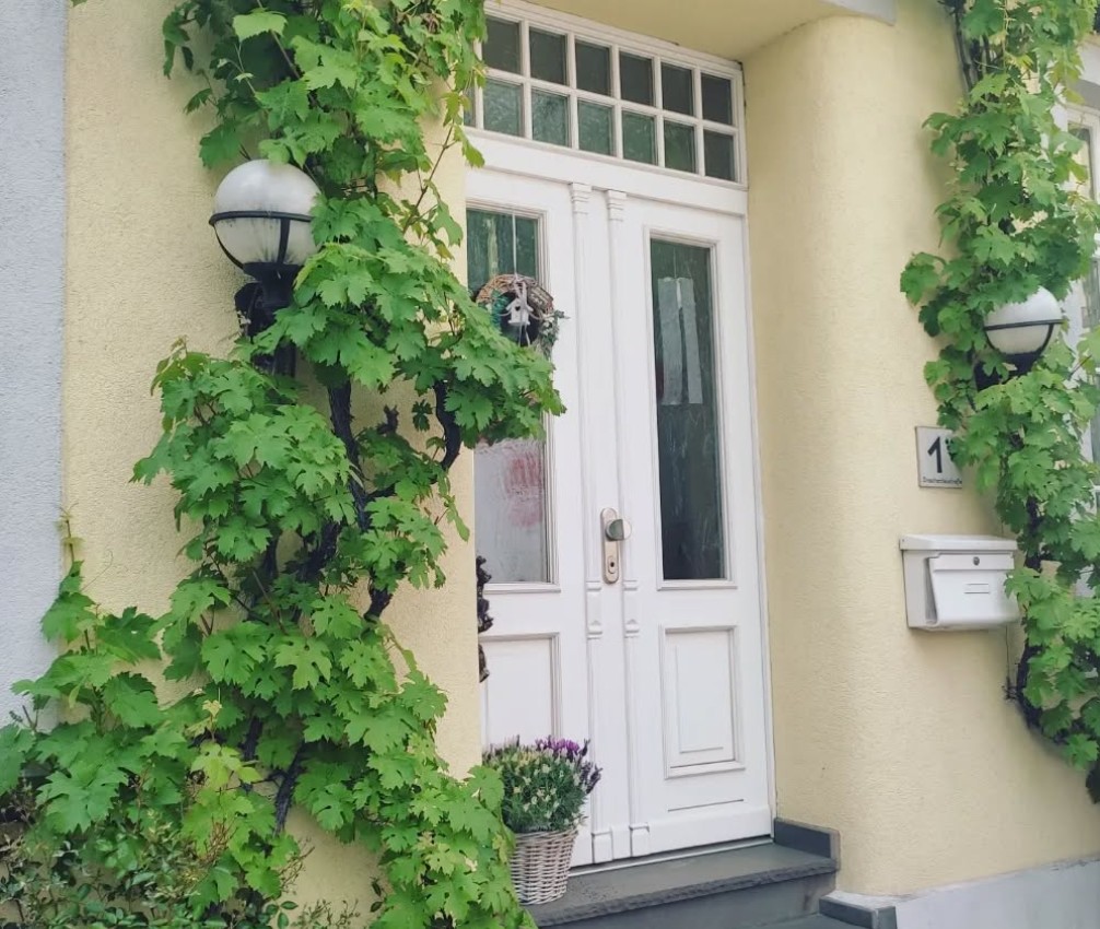 Tanaman Boston Ivy atau Wall Grape