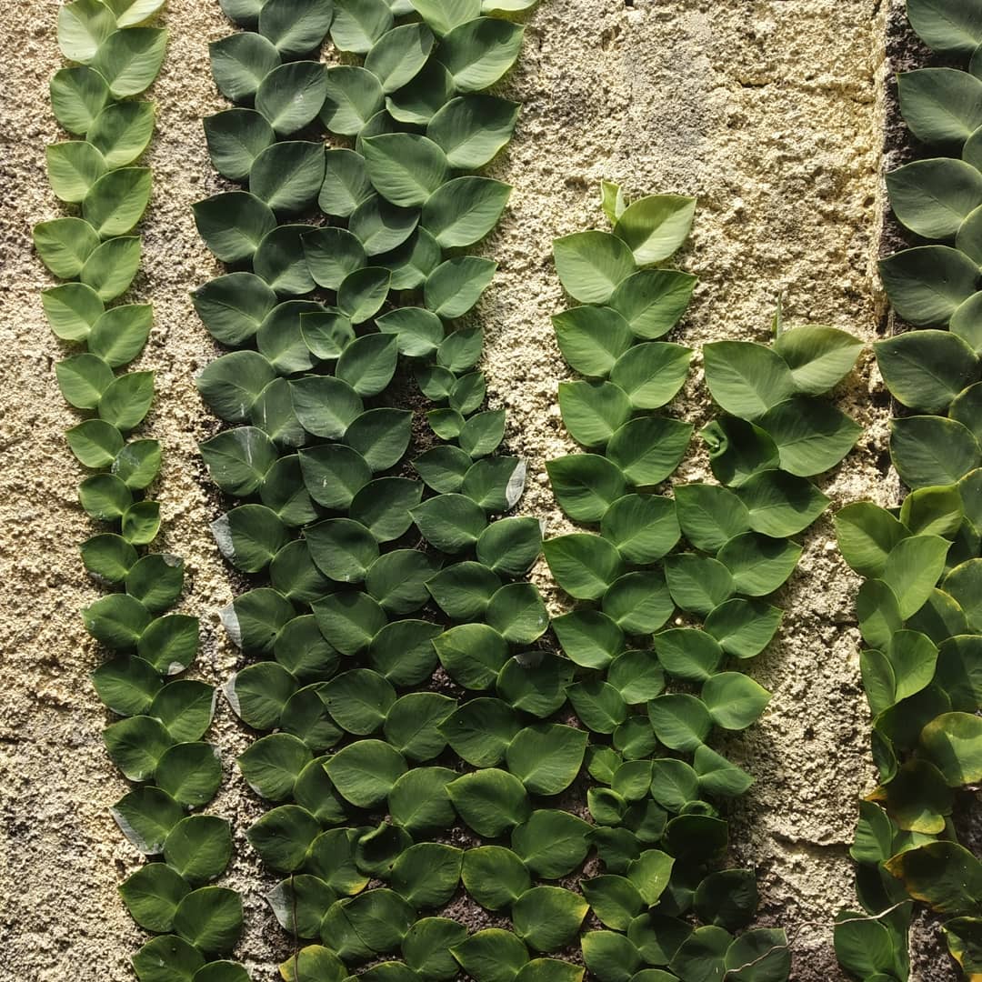 Tanaman Dolar Bangkok