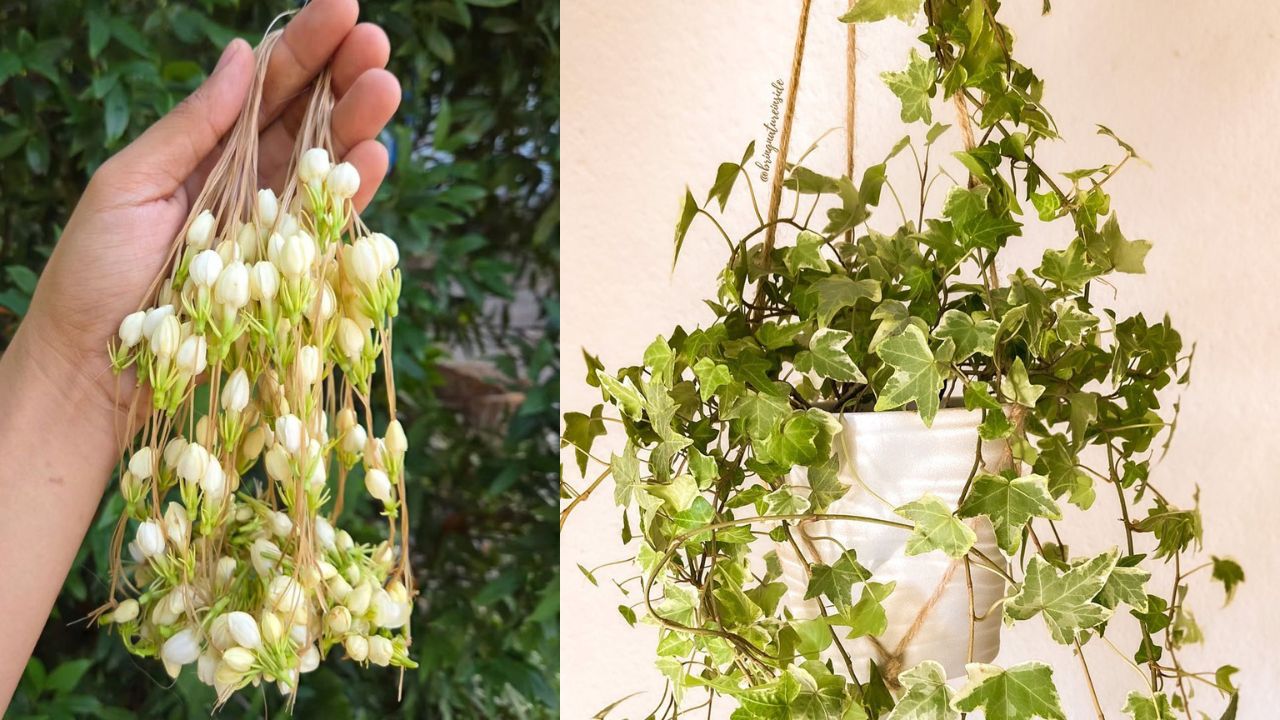 Tanaman Hias Gantung Merambat