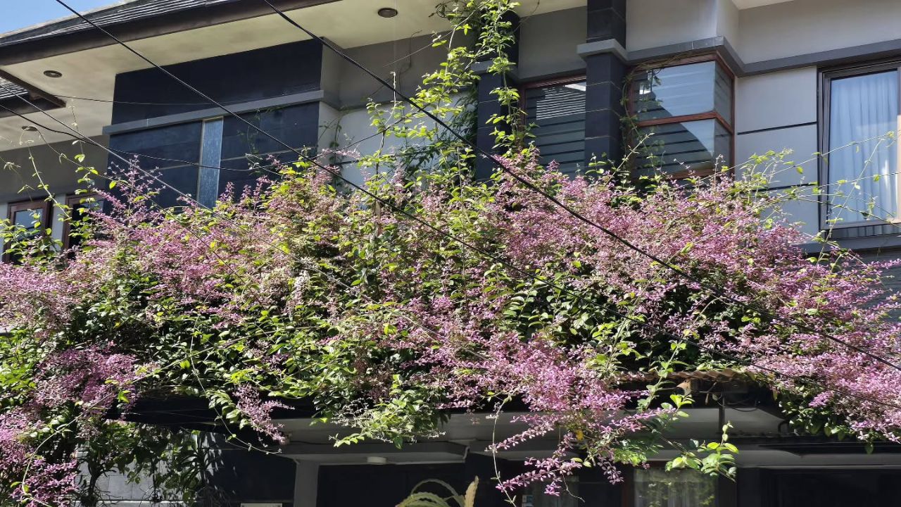 air mata pengantin air mata pengantin