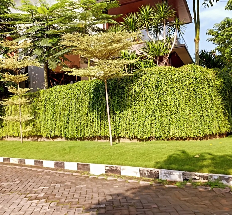 tanaman lee kwan yew