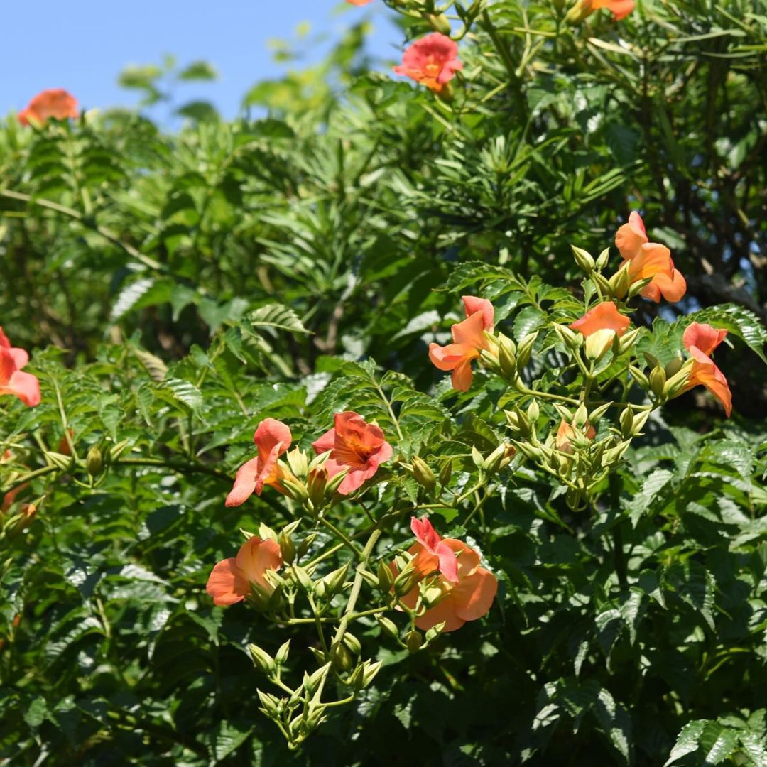 Tanaman Trompet China