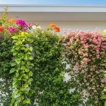 8 Contoh Tanaman Merambat di Tembok Rumah, Bikin Hunian Lebih Hidup & Sejuk