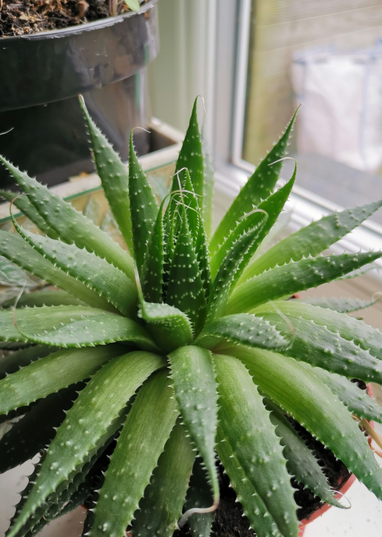 tanaman penyerap bau tak sedap tanaman penyerap bau tak sedap