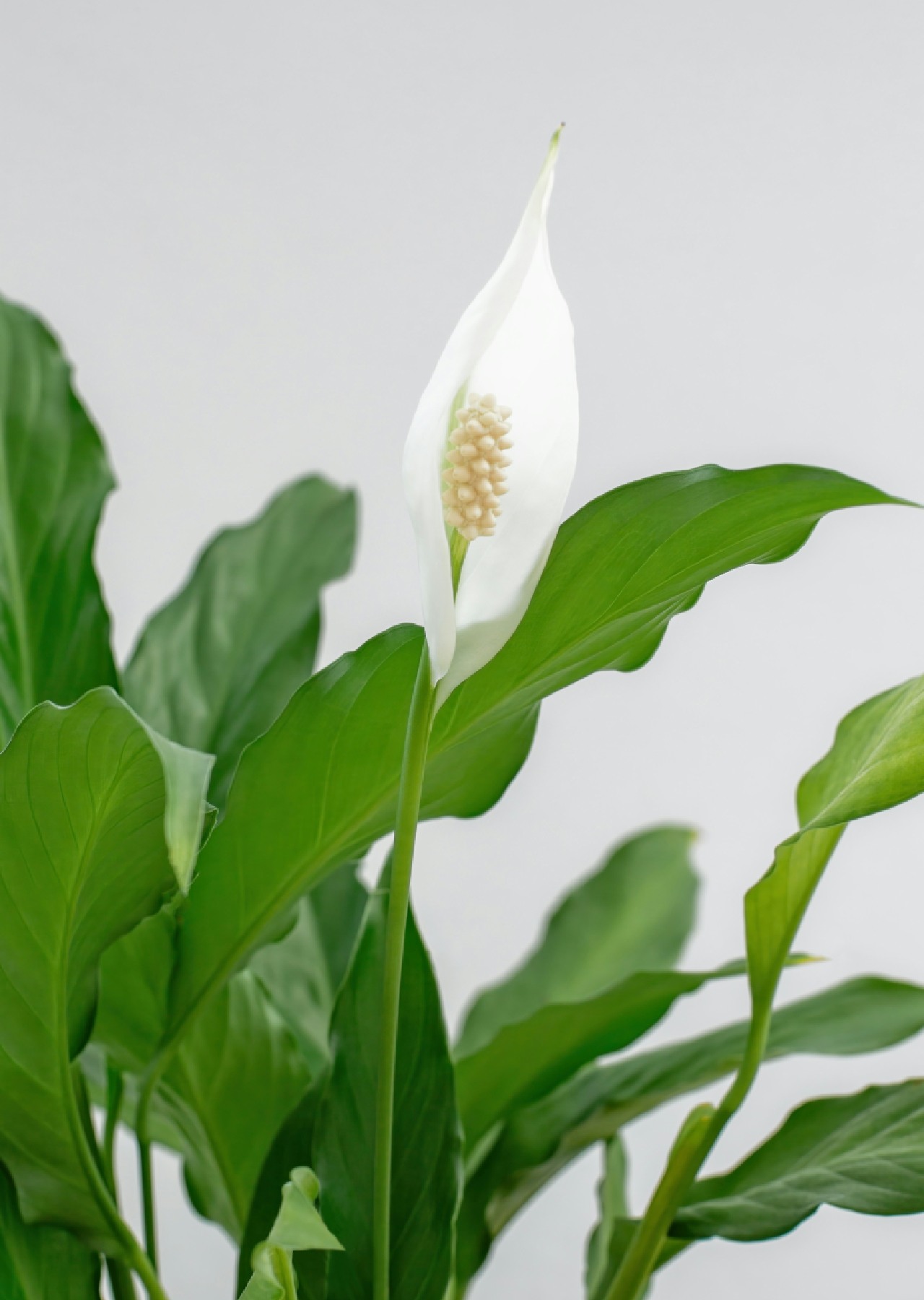 tanaman penghilang bau tanaman penghilang bau