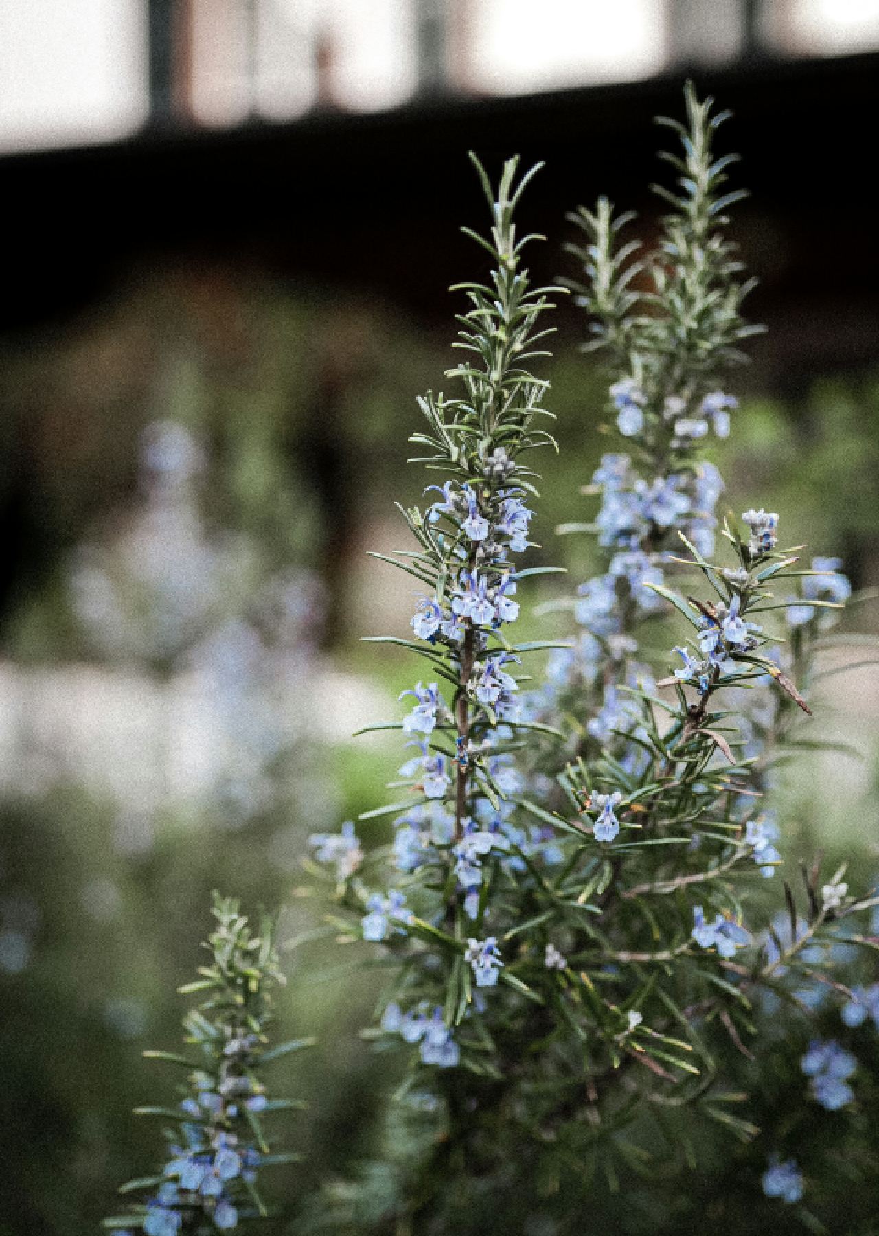 tanaman penyerap bau kamar mandi tanaman penyerap bau kamar mandi