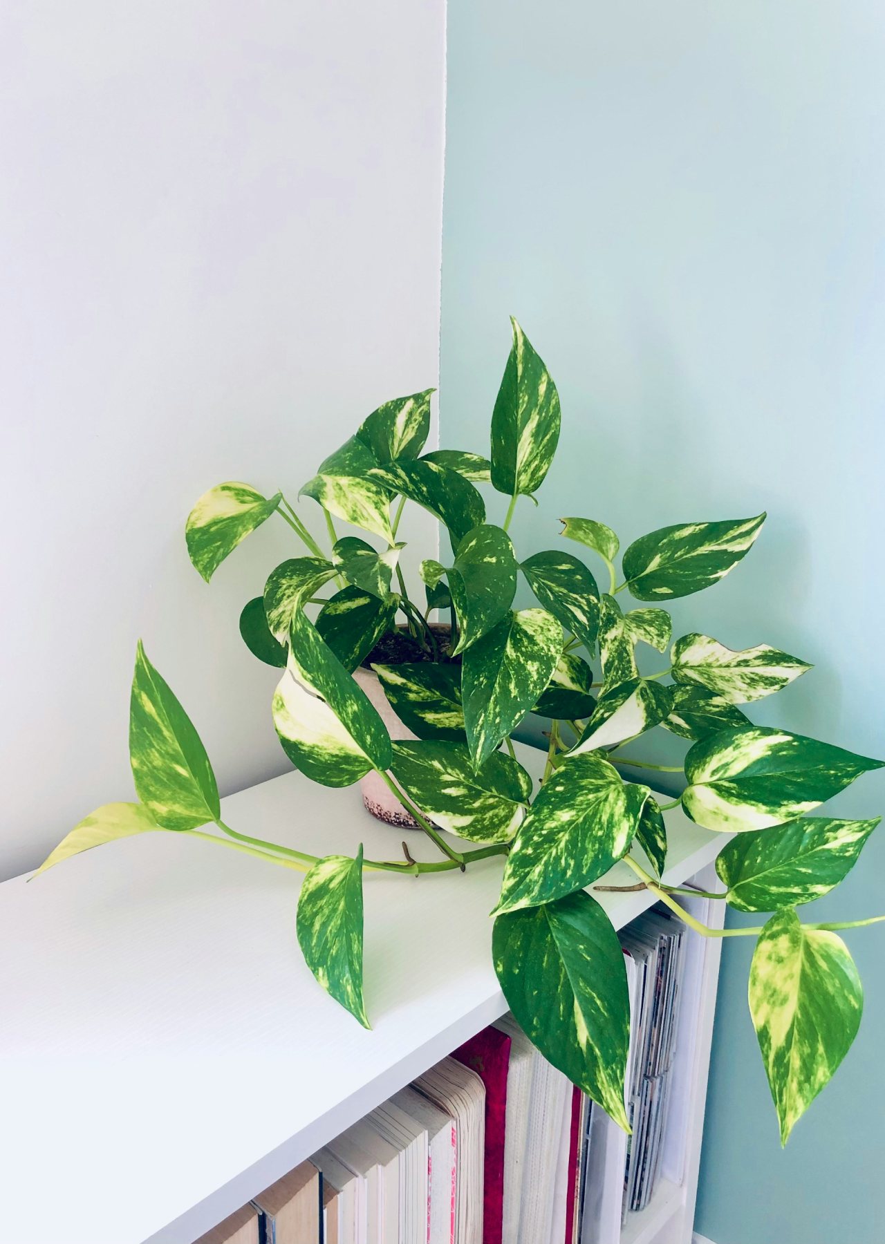 tanaman penyerap bau tanaman penyerap bau