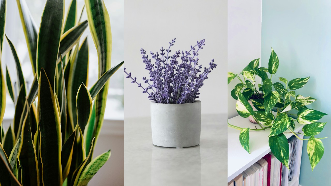 tanaman penyerap bau tanaman penyerap bau