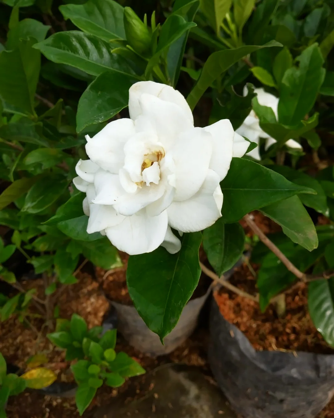 tanaman yang mengeluarkan bau harum