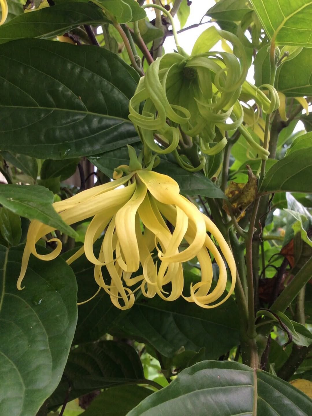 tanaman yang mengeluarkan bau harum