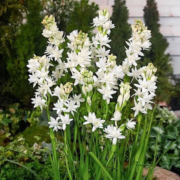 tanaman yang mengeluarkan bau harum