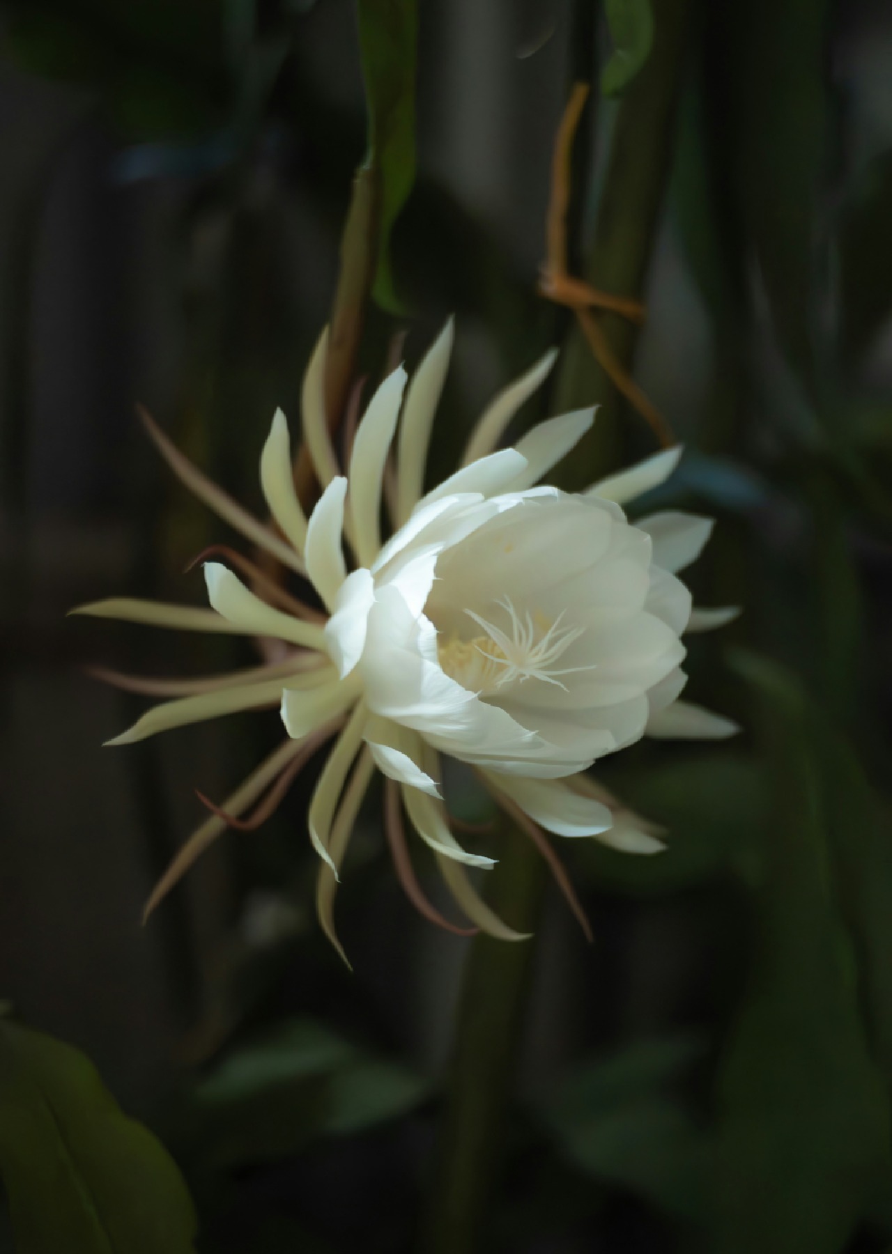 bunga yang wangi di malam hari bunga yang wangi di malam hari