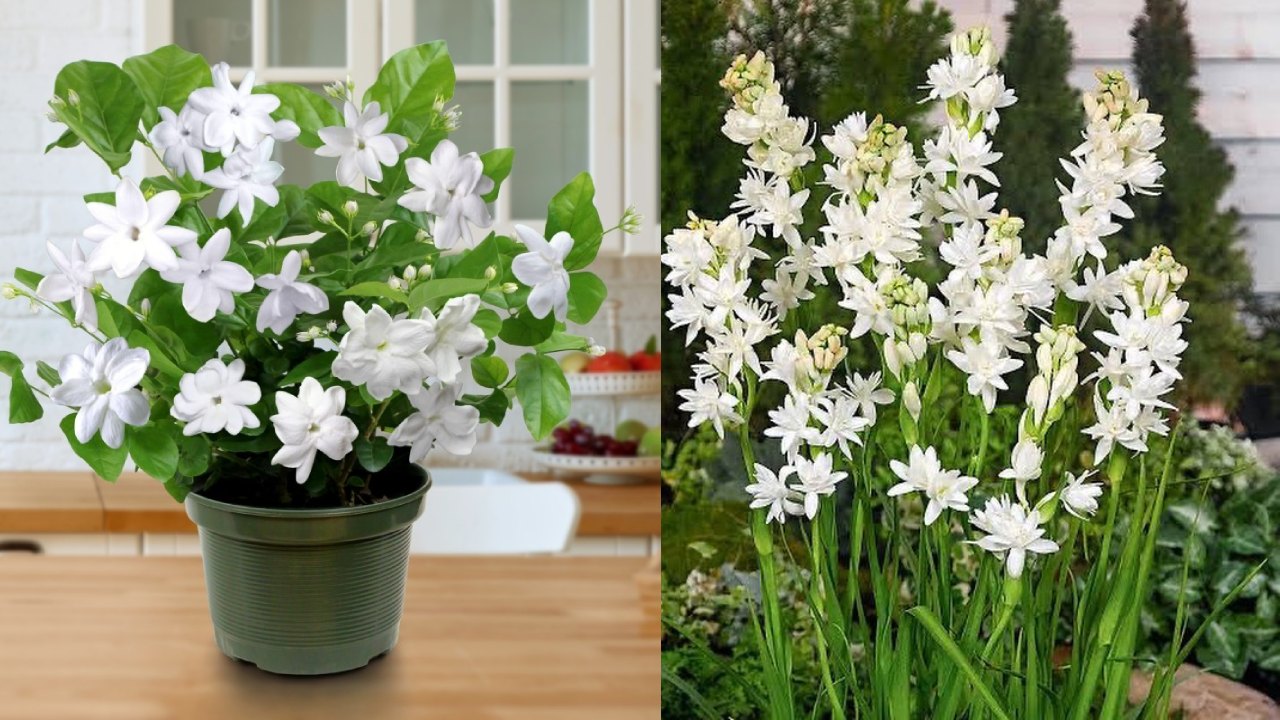 tanaman yang mengeluarkan bau harum