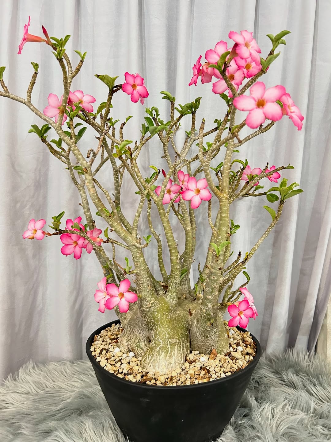 adenium