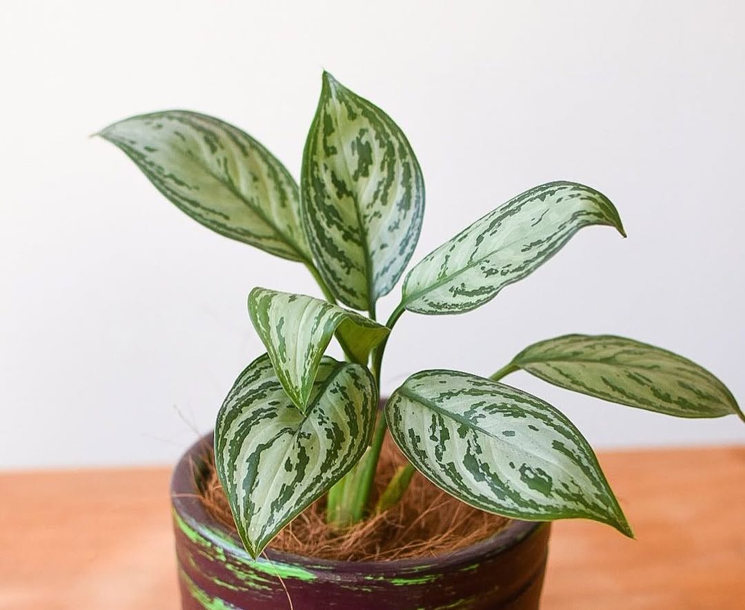 aglaonema silver king