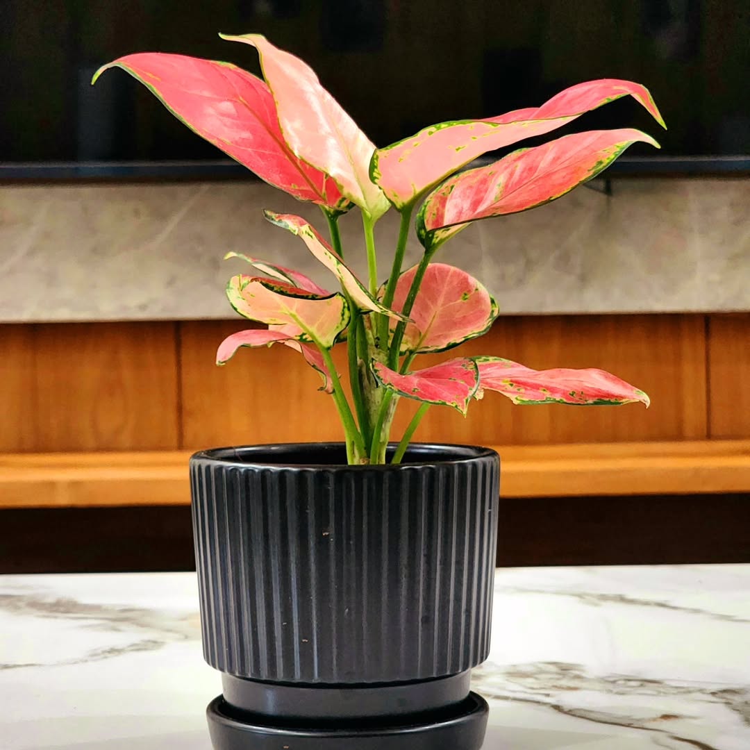 aglaonema aglaonema