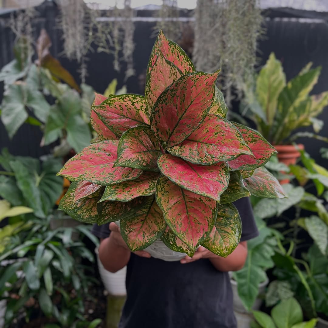 aglonema dud anjamani