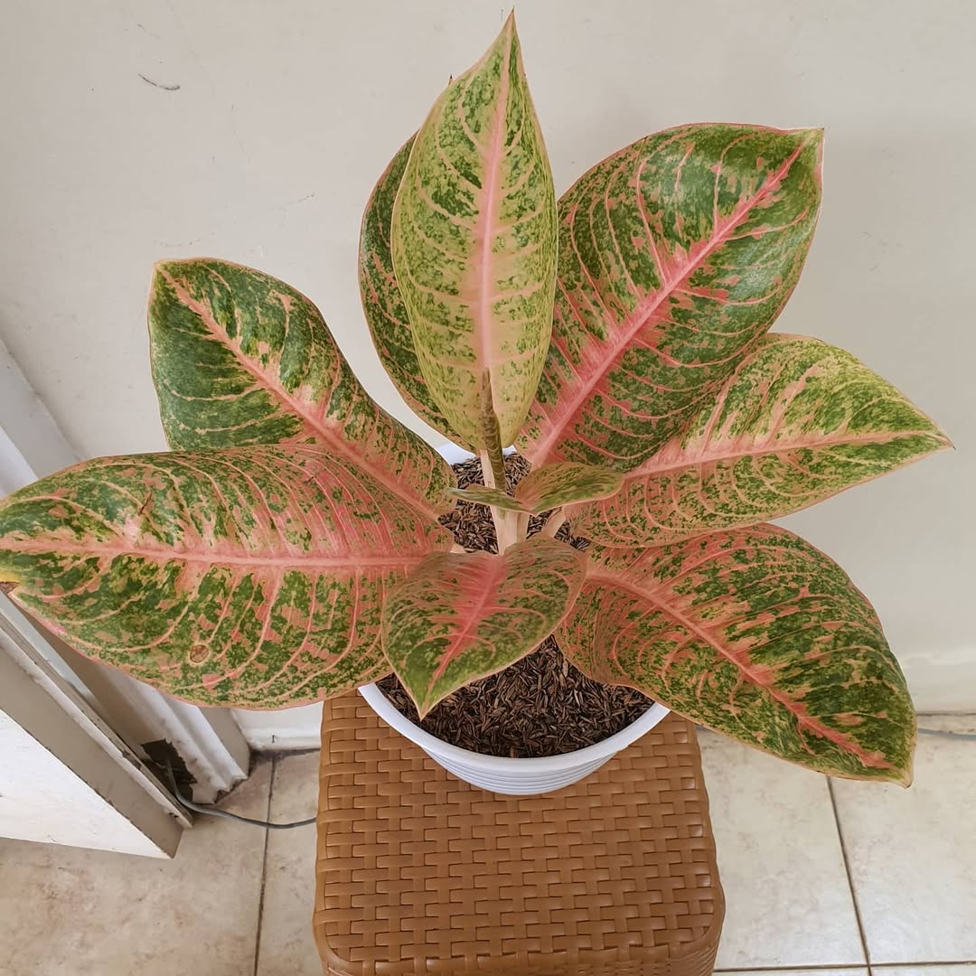 aglonema harlequin
