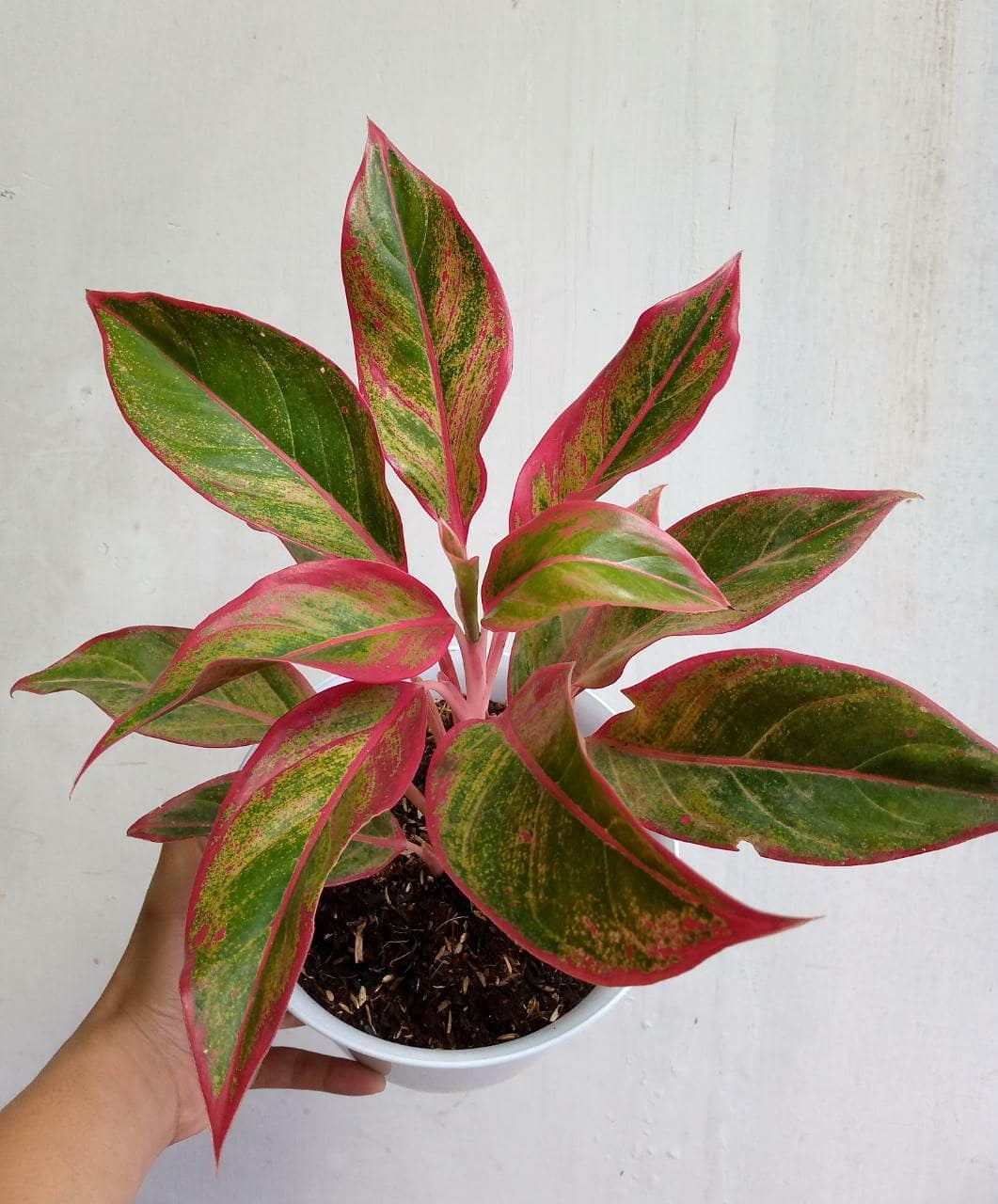 aglonema lipstik