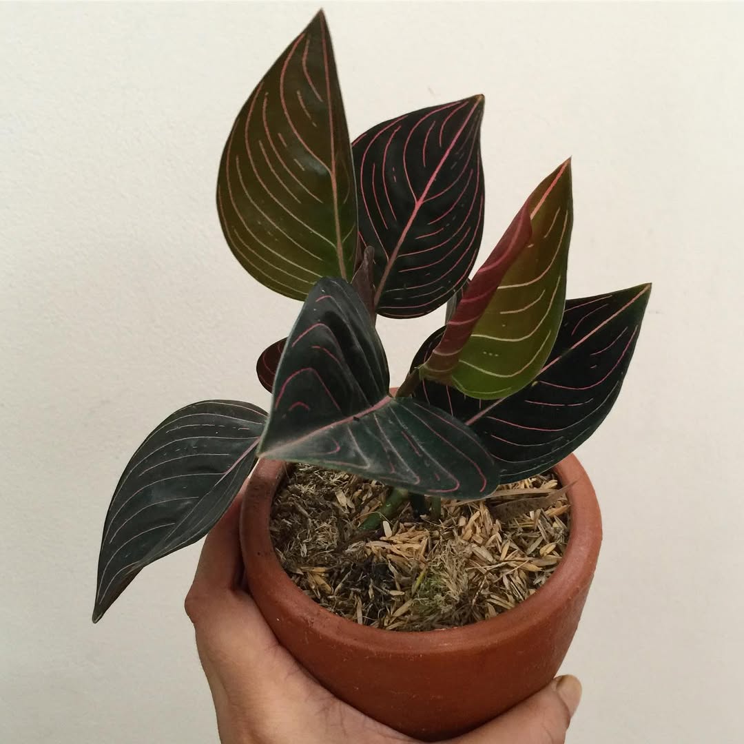 aglonema rotundum aceh