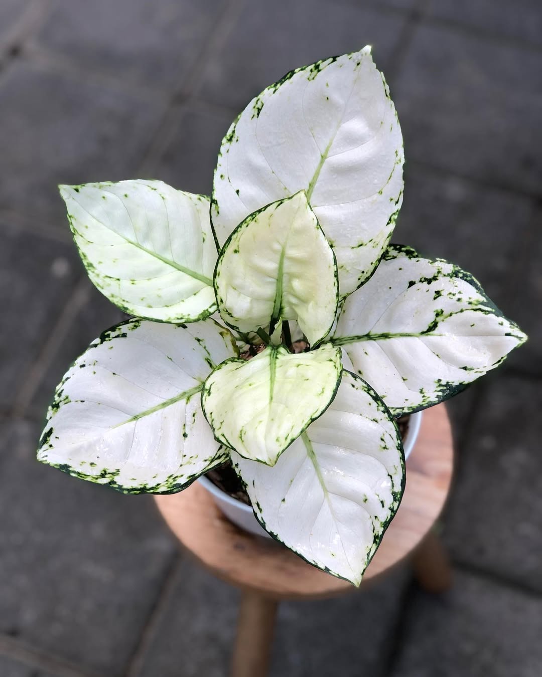 aglonema super white