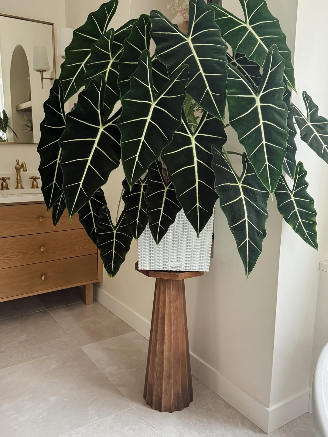 alocasia