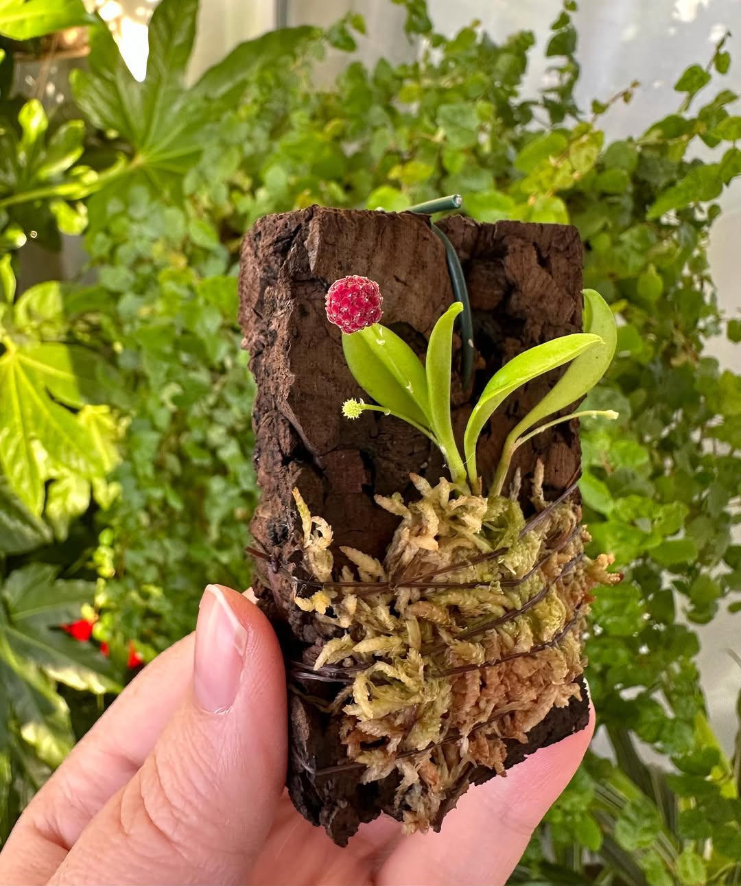 anggrek mini