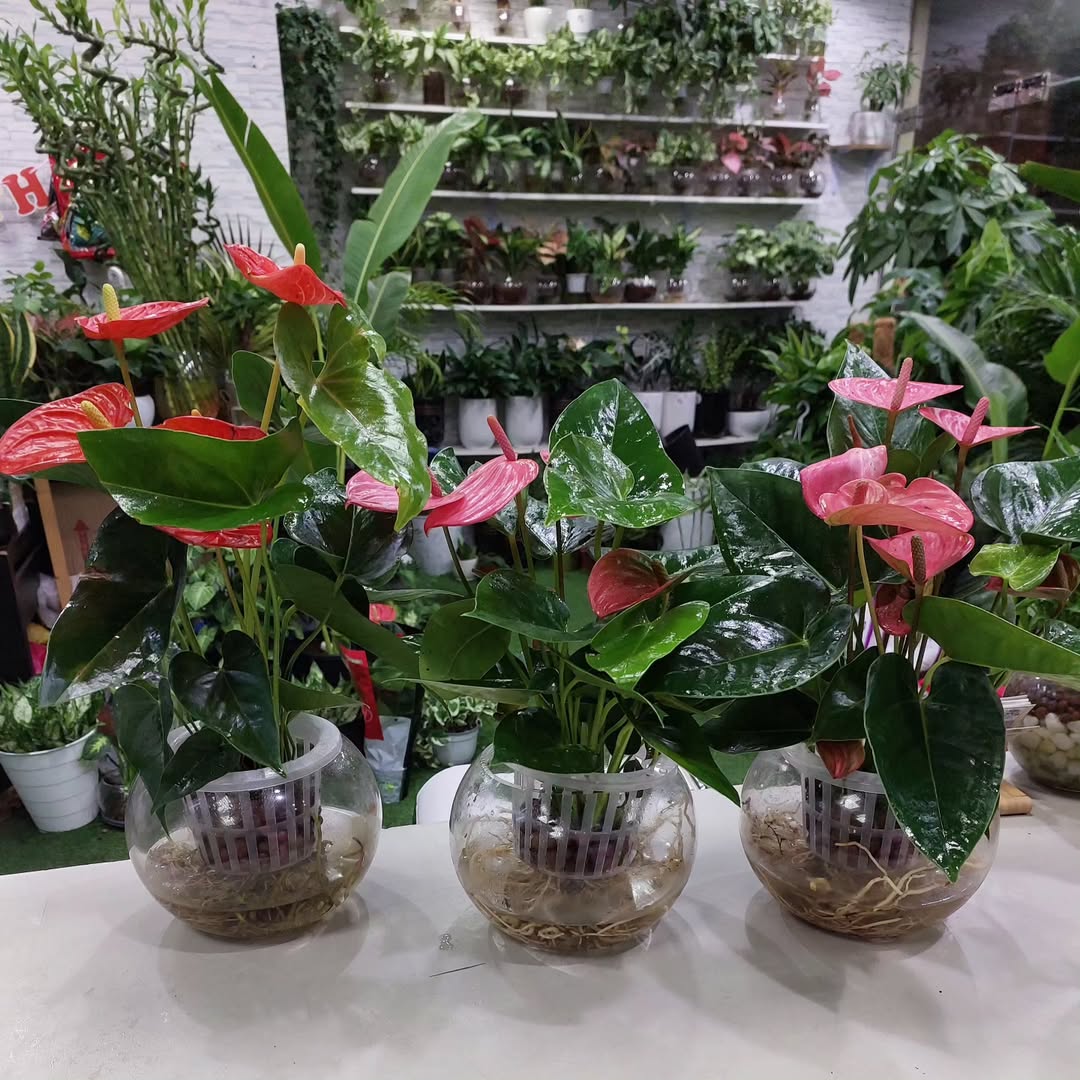 anthurium dalam rumah anthurium dalam rumah