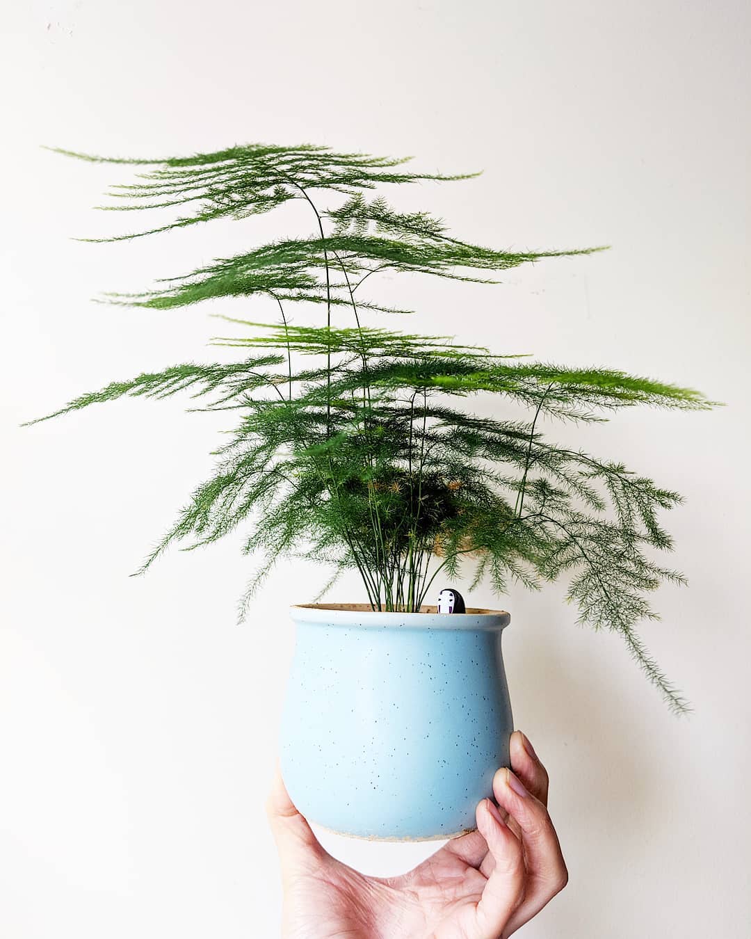 asparagus fern asparagus fern