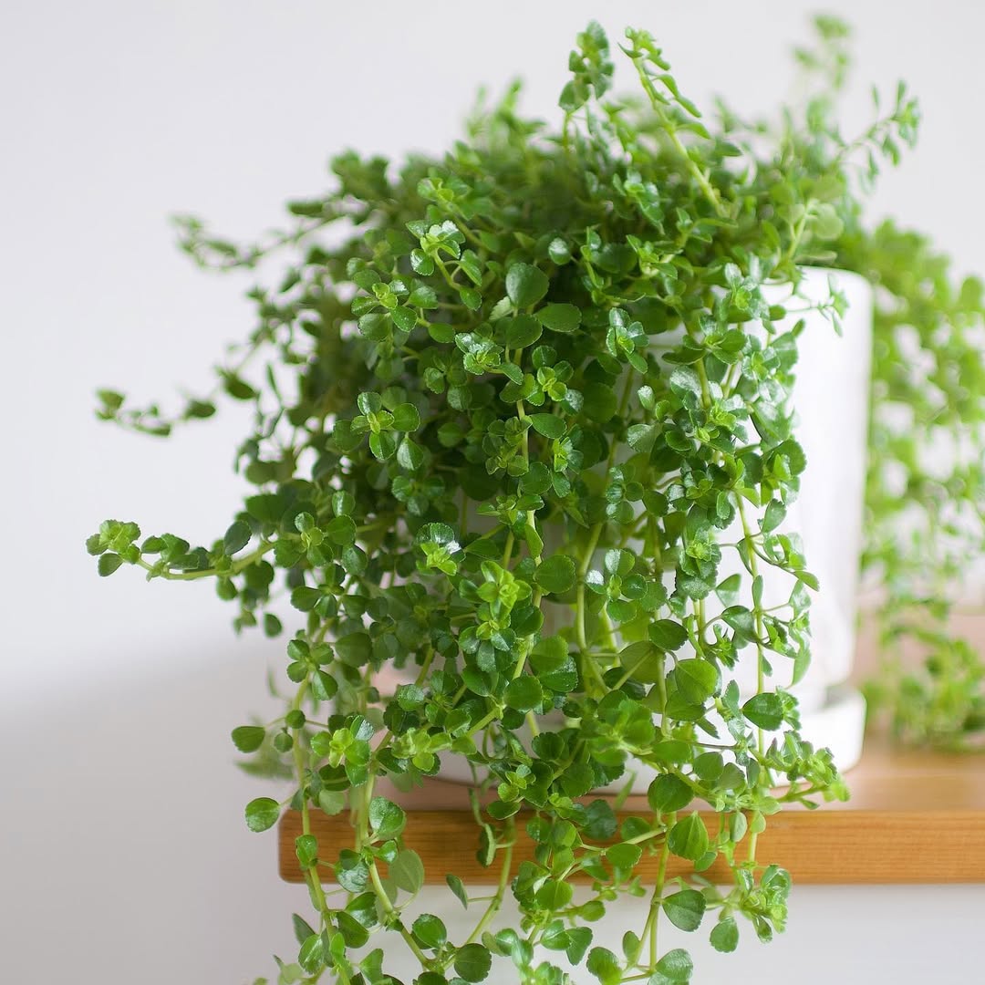 baby's tears baby's tears