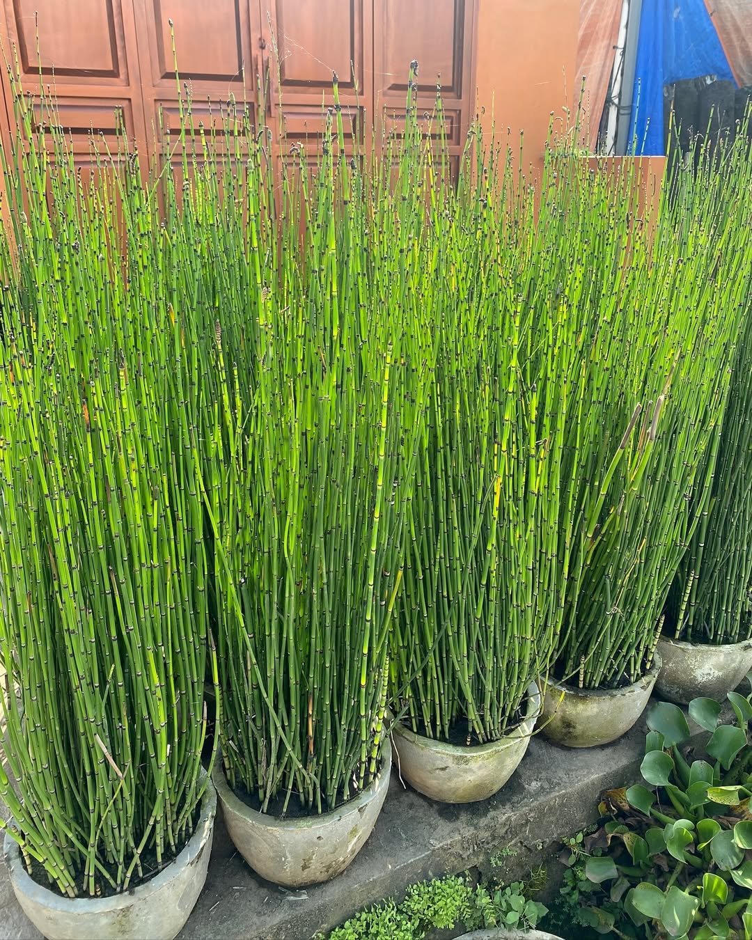 bambu air
