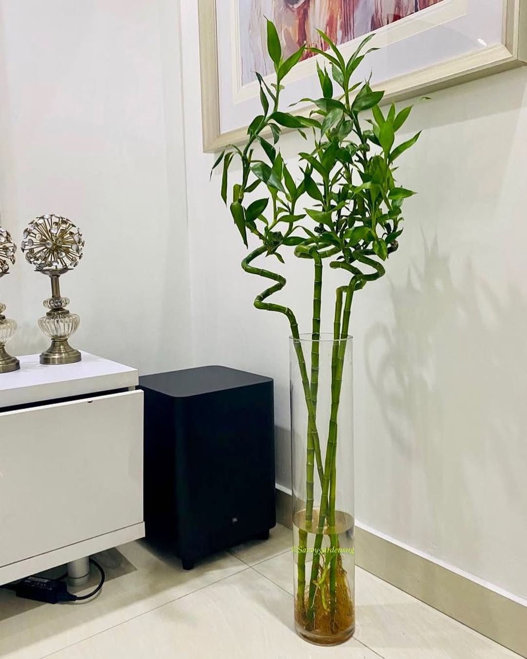 bambu hoki hias pembawa rezeki bambu hoki hias pembawa rezeki