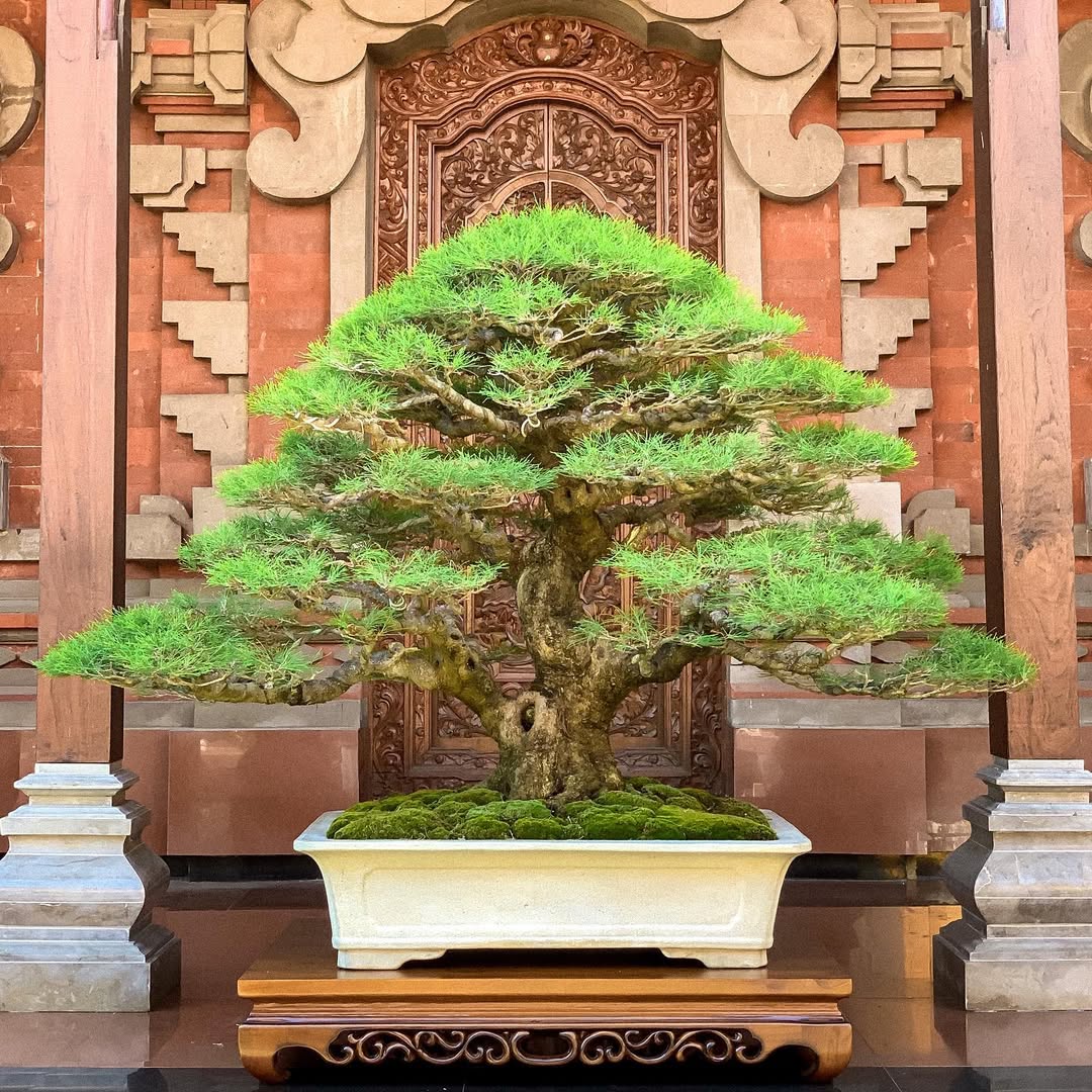 bonsai cemara udang bonsai cemara udang