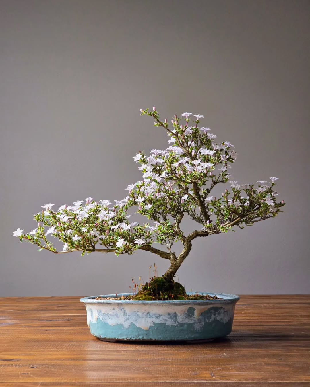 bonsai daun kecil bonsai daun kecil