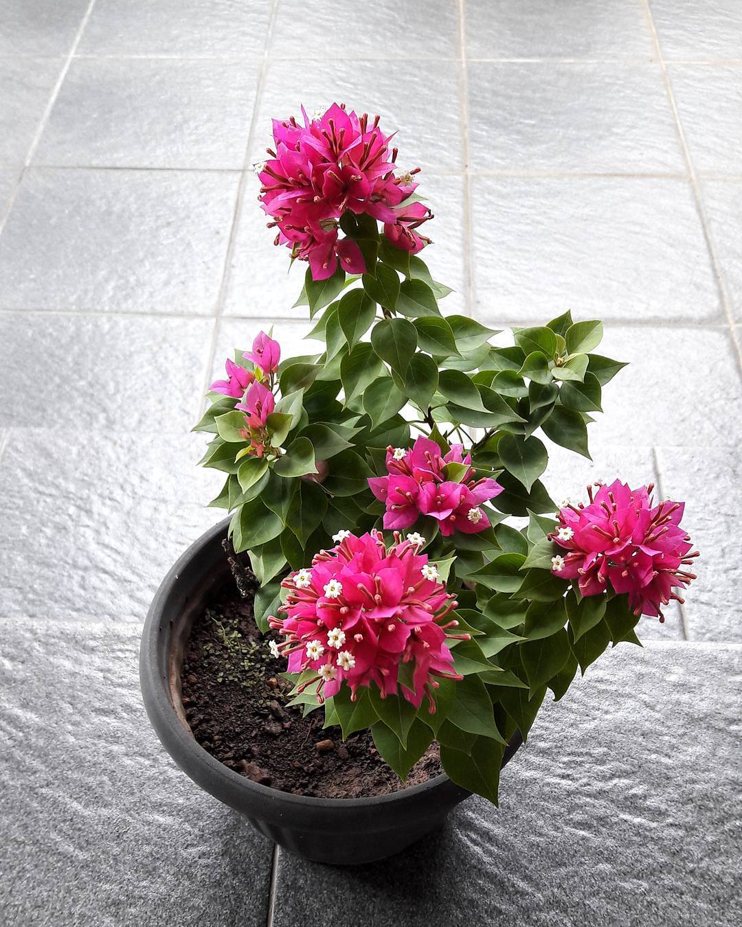 bugenvil mini bugenvil mini