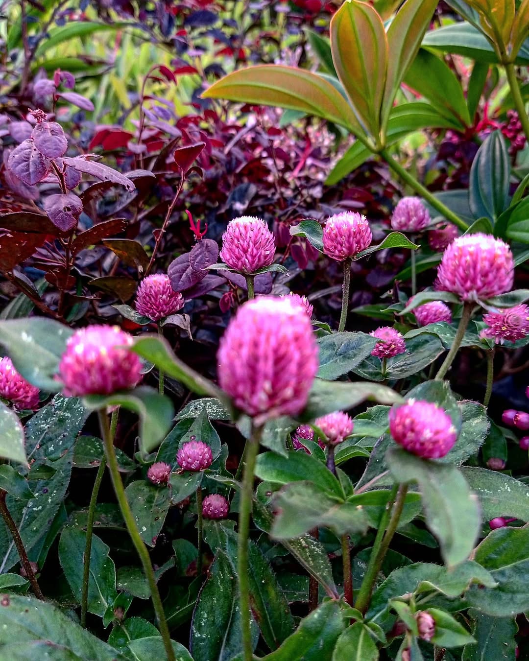 bunga kancing bunga kancing