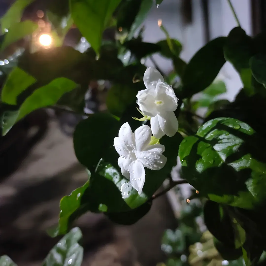 bunga melati pembawa rezeki