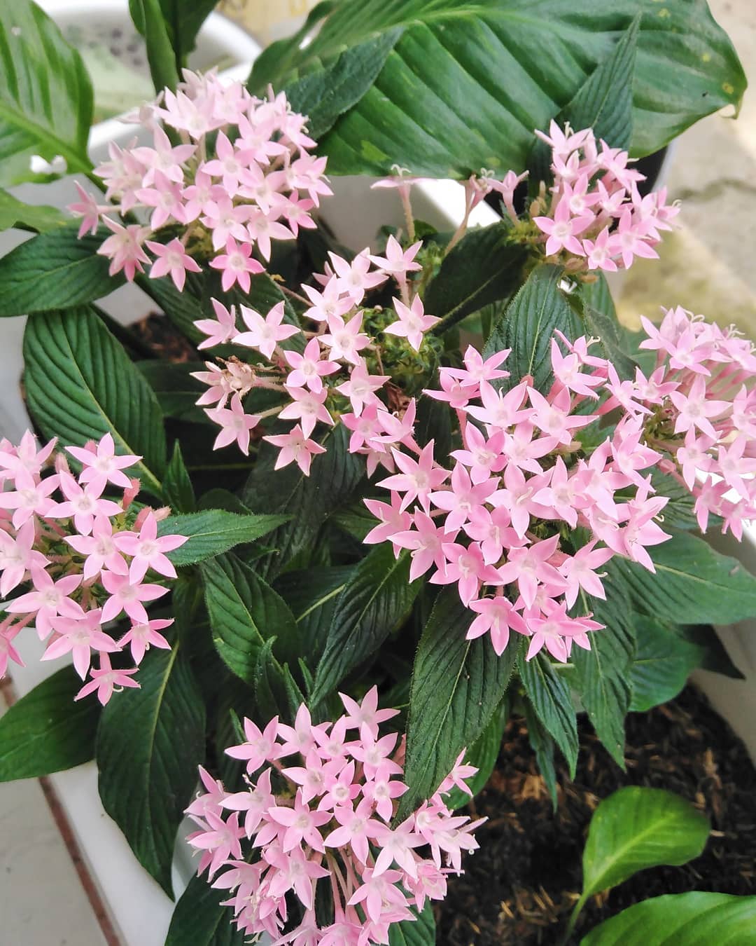 bunga pentas bunga pentas