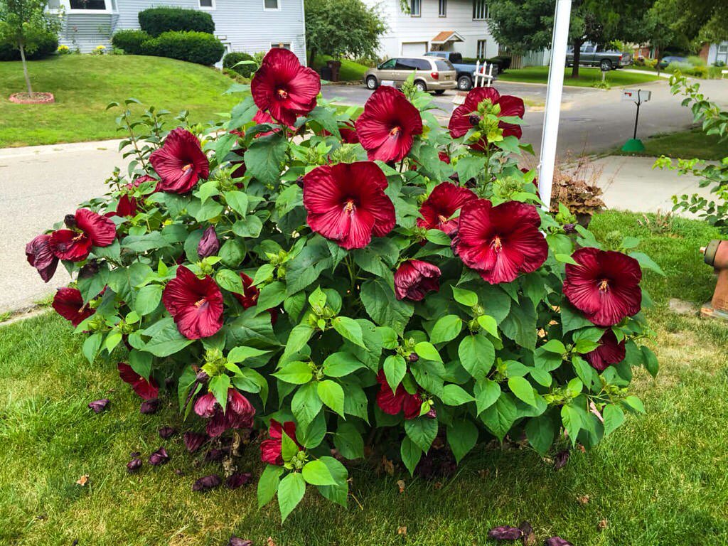 bunga sepatu bunga sepatu