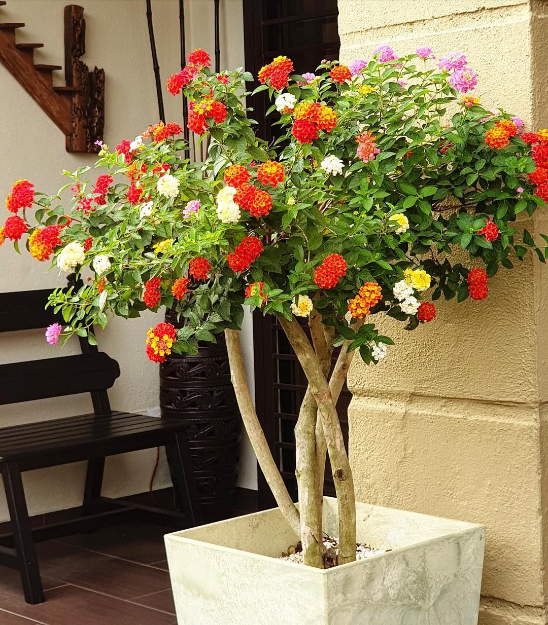 bunga tahi ayam bunga tahi ayam