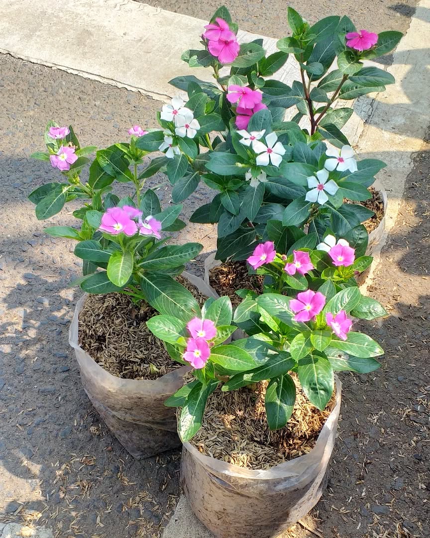 bunga tapak dara bunga tapak dara