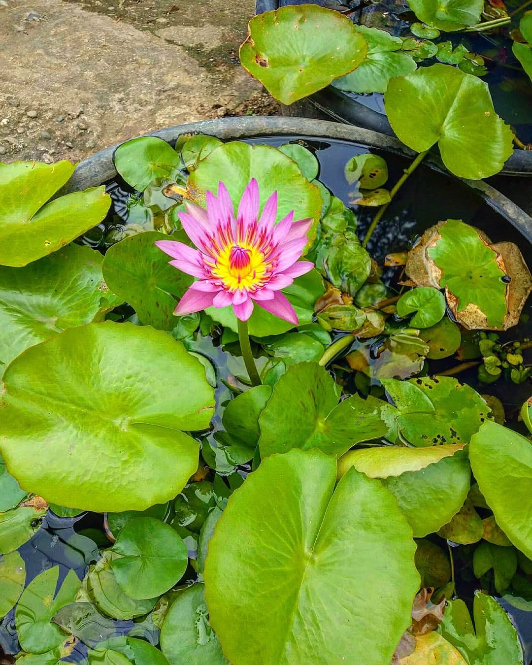 bunga teratai pembawa rezeki