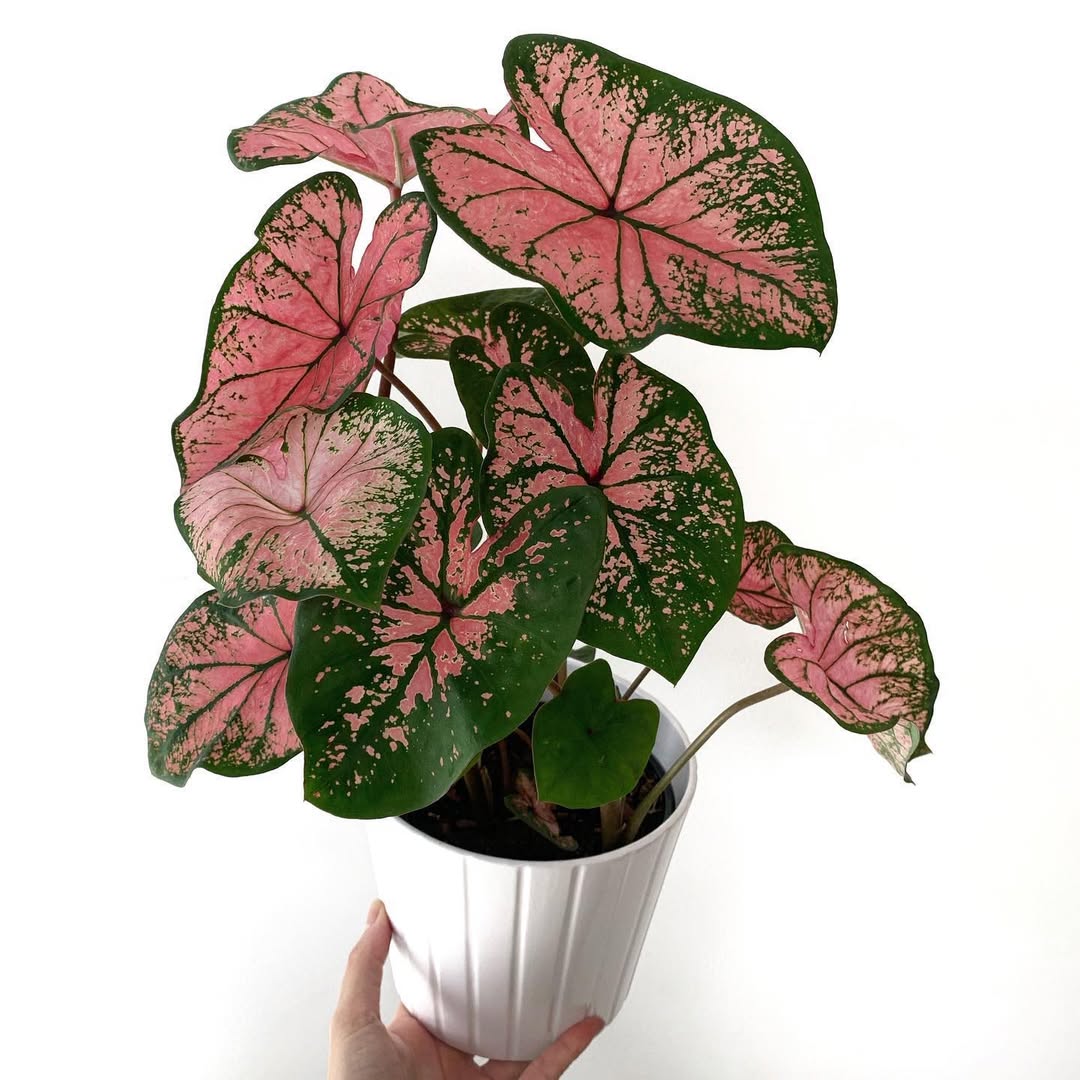 caladium pink splash caladium pink splash